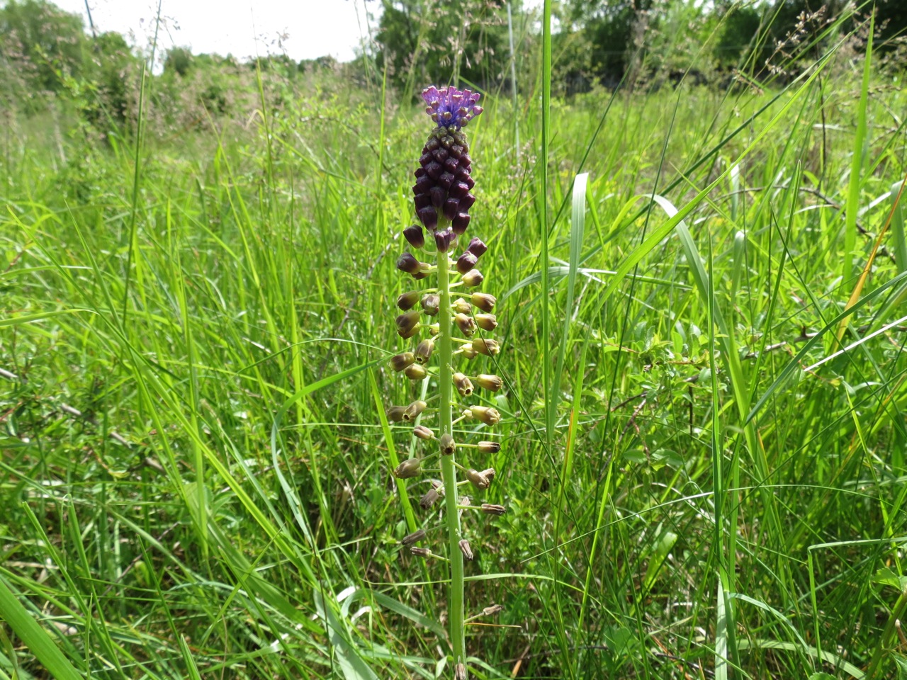 Muscari à toupet 1348